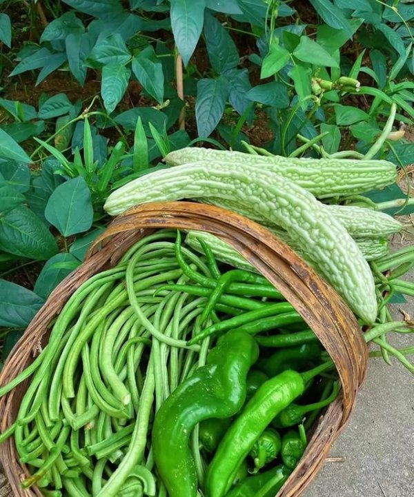 线上配资开户 产地北移大利好! 北方蔬菜蜂拥上市, 豆角西红柿价格跳水